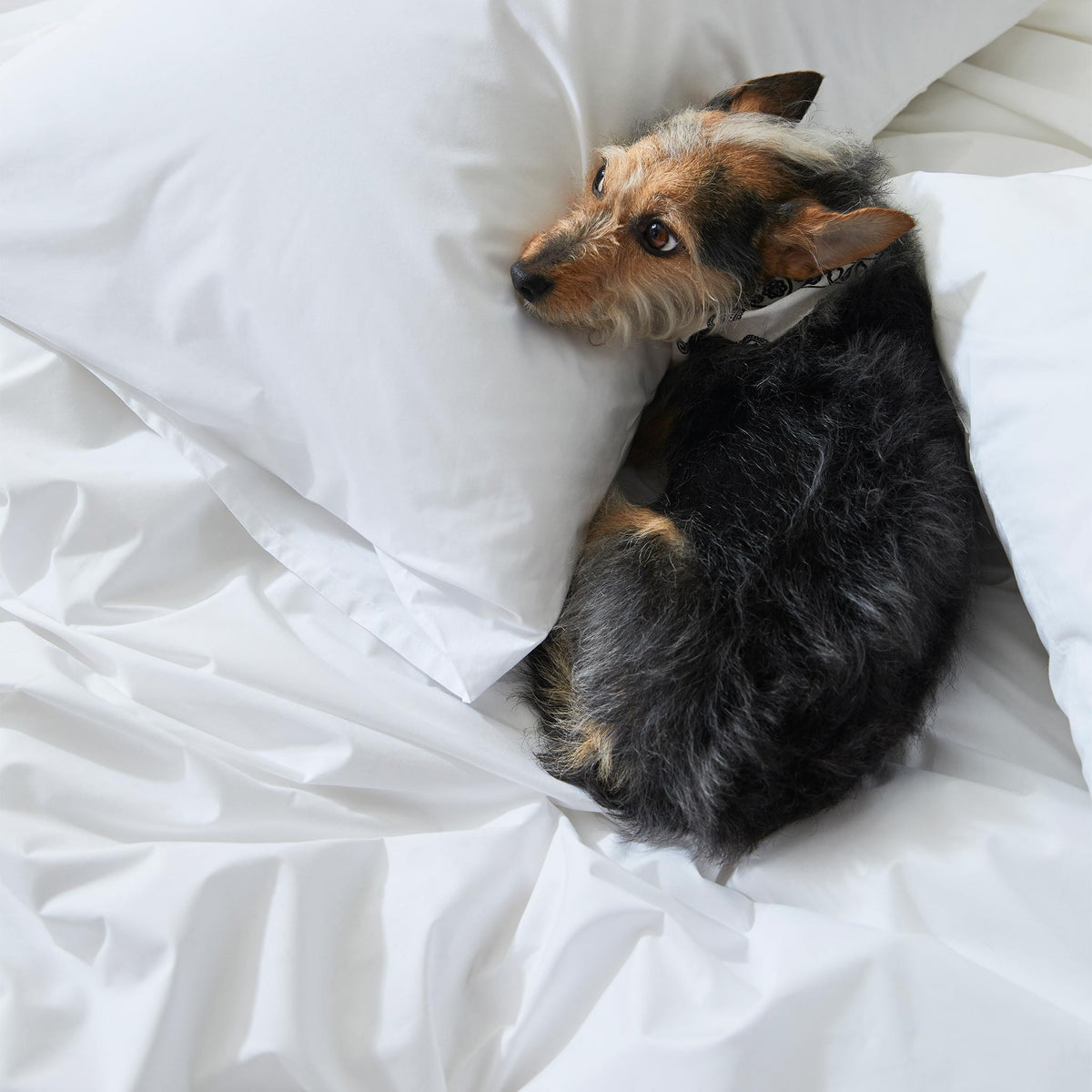 Test Classic Percale Hardcore Sheet Bundle